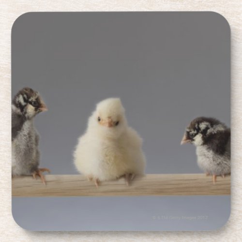 7 Baby Pet Chickens on a Perch Coaster