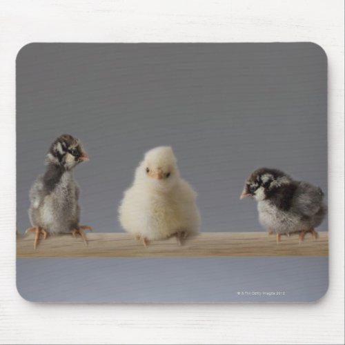 7 Baby Pet Chickens on a Perch Mouse Pad