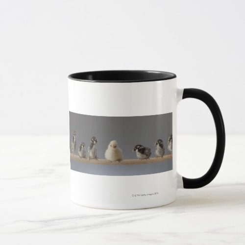 7 Baby Pet Chickens on a Perch Mug