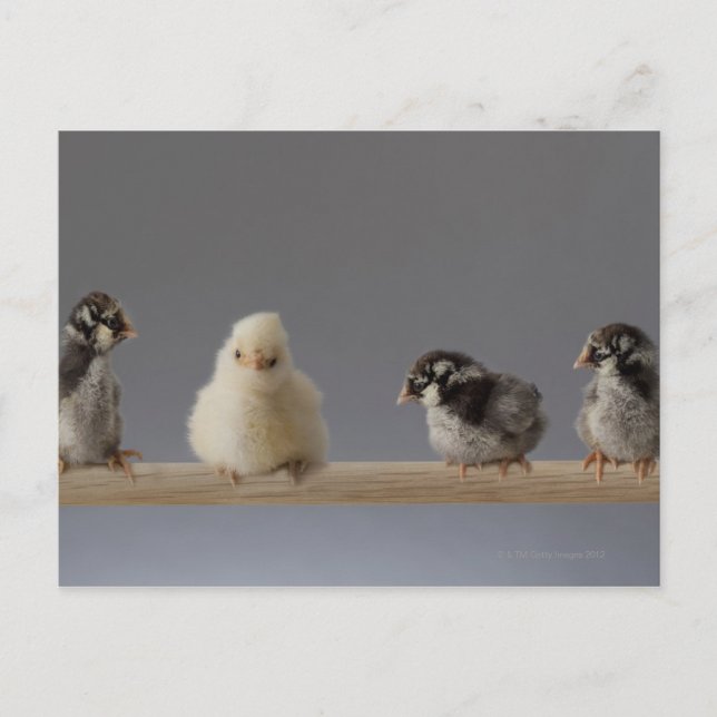 7 Baby Pet Chickens on a Perch Postcard (Front)