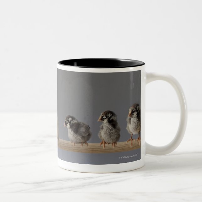 7 Baby Pet Chickens on a Perch Two-Tone Coffee Mug (Right)
