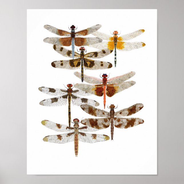 7 Dragonflies Poster (Front)