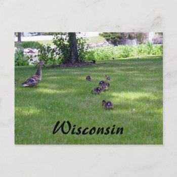 7 Little Ducks Postcard by archemedes at Zazzle