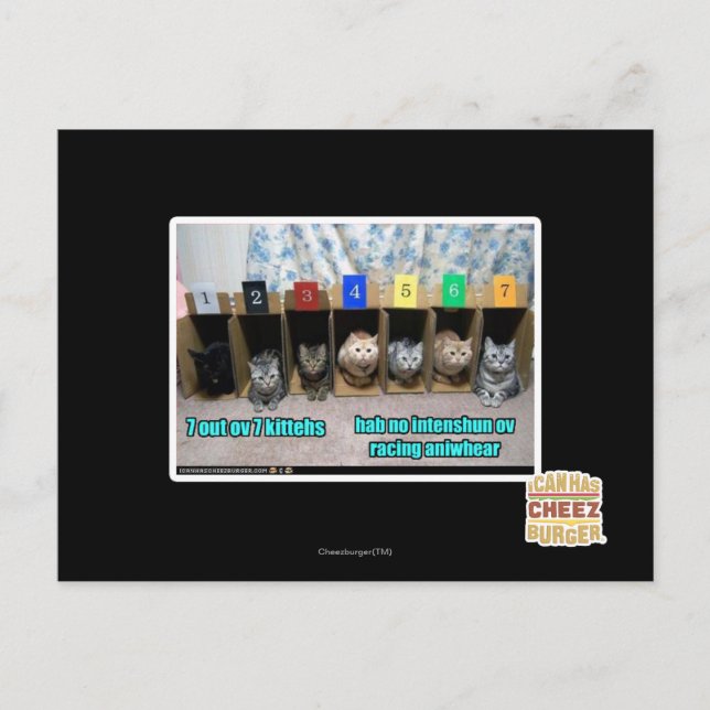7 out ov 7 kittehs postcard (Front)