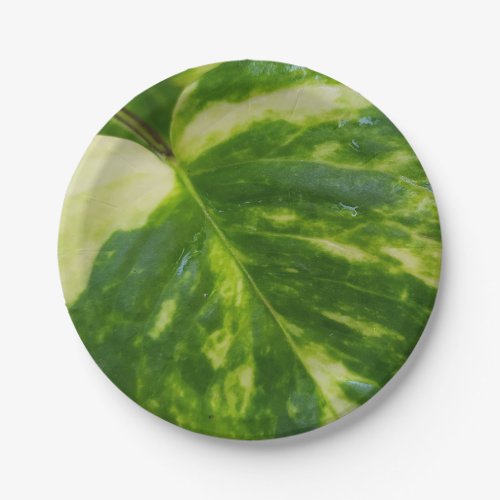 7 Round Paper Plate with Money Plant Leaf Design