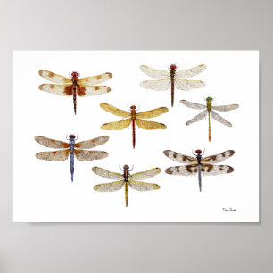 7 Species of Dragonflies Poster