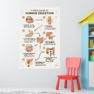 7-Step Guide to Human Digestion Process Poster