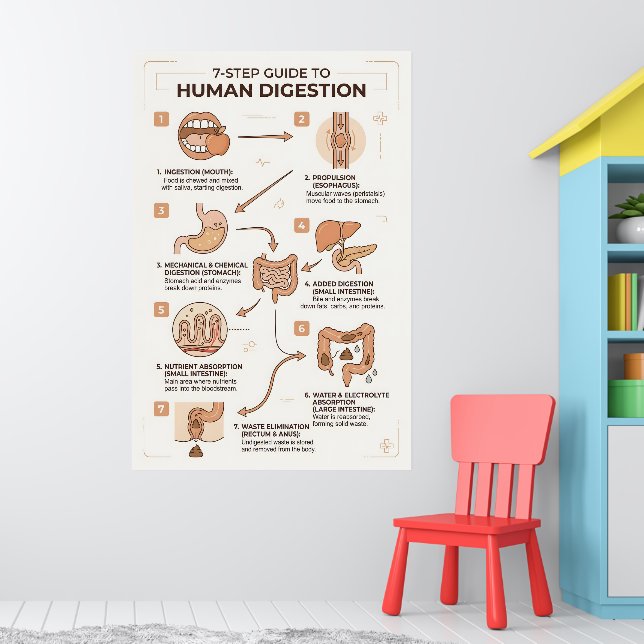 7-Step Guide to Human Digestion Process Poster (Nursery 1)