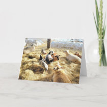7"x5" Folded Card || Critters In Hay