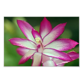 7" x 5", Kodak Professional Photo Paper (Satin) Print