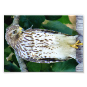 7x5 Kodak Professional Photo Paper (Satin)