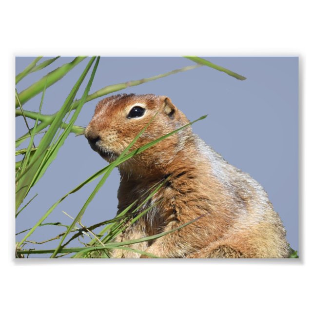 7x5 Kodak Professional Photo Paper (Satin) Print (Front)