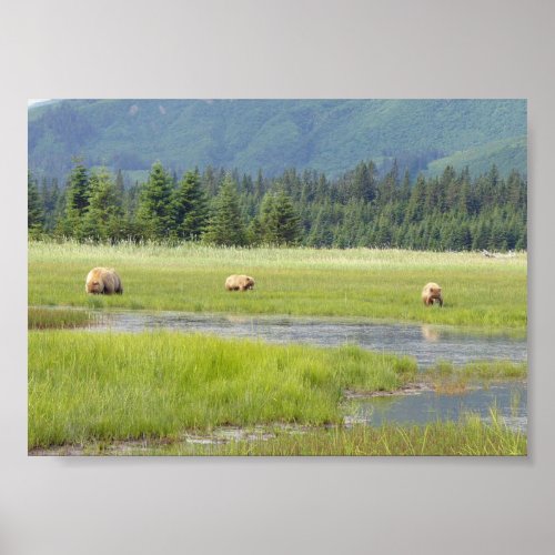 7x5  Poster  Matte w grizzly bear  cubs