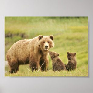 7x5 Poster (Matte) w/ grizzly bear & cubs