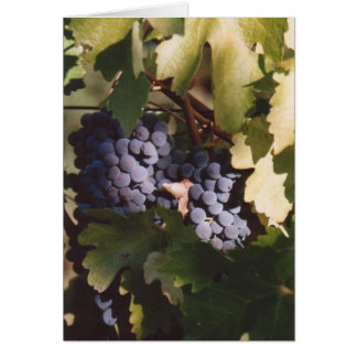 85. Sunlit Grapes, Sonoma County, CA Cards