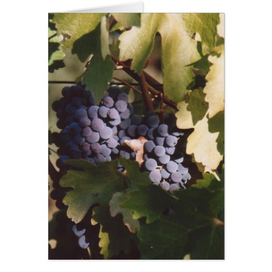85. Sunlit Grapes, Sonoma County, CA Cards (Front)