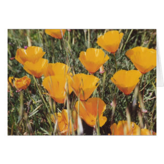 89. California Poppies Cards