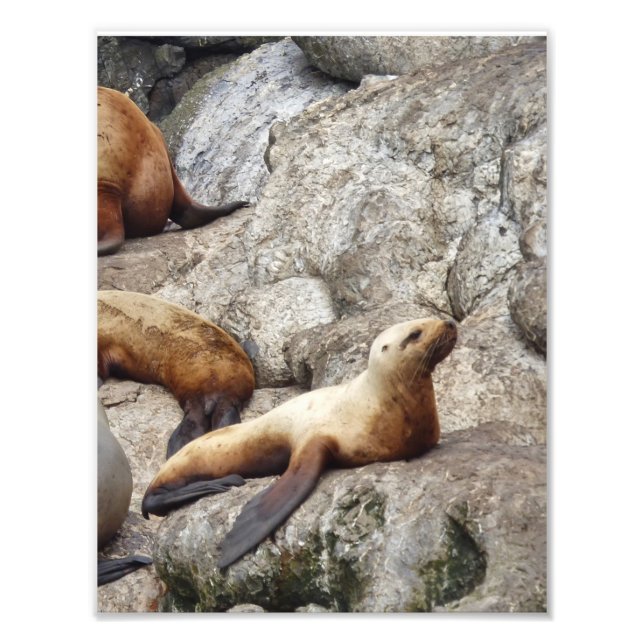 8.5x11 Satin photo of sea lion Print (Front)
