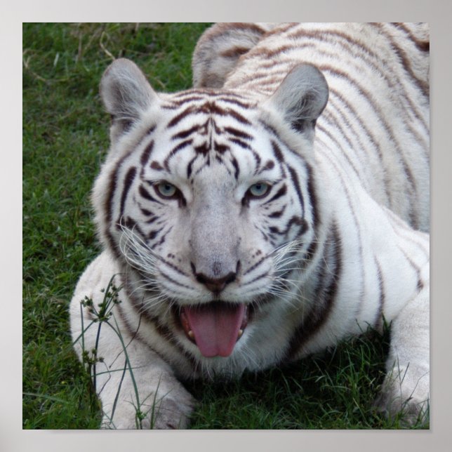 8.5x8.5 Poster/Print Template Poster (Front)