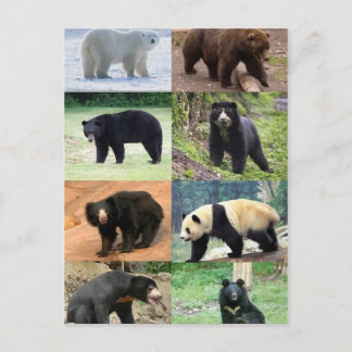 8 Bears of the World Postcard