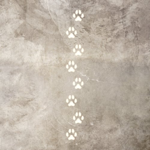 8 Ivory Medium Dog Paw Prints Canine Tracks Floor Decals