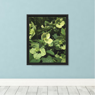 8"x10" Green Hellebore Canvas Print