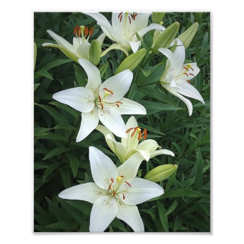 8x10 White Lilies Photo Print