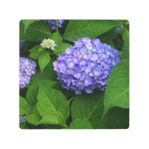 8"x8" Lavender Hydrangea