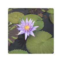 8"x8" Water Lily