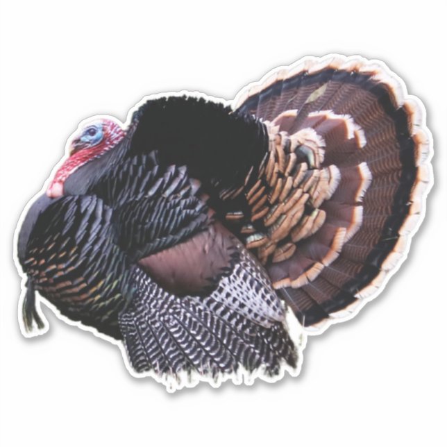 8"x8" Wild Turkey Sticker (Front)