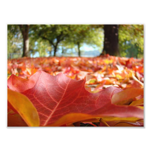 8x10 art prints Nature Photography Fall Leaves (Front)