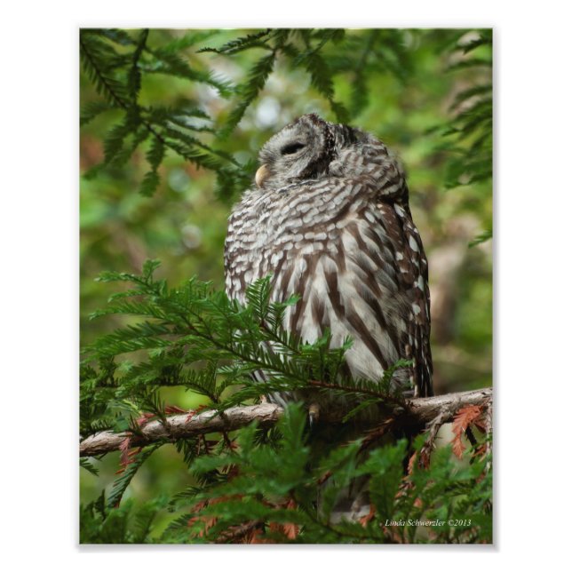 8X10 Barred Owl Photo Print (Front)