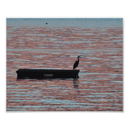 8X10 Great Blue Heron Silouhette Photo Print