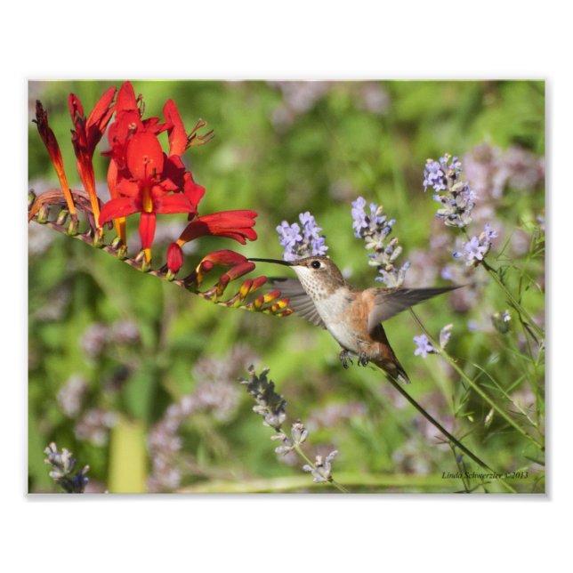 8X10 Hummingbird Lovers Delight Photo Print (Front)