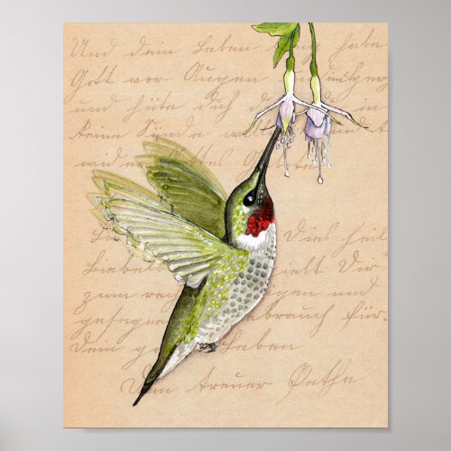 8x10 Hummingbird Poster