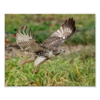 8x10 Immature Red Tailed Hawk Photo Print by debscreative at Zazzle