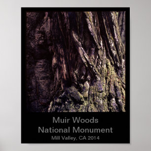 8x10 - Muir Woods National Monument Color (Dark) Poster