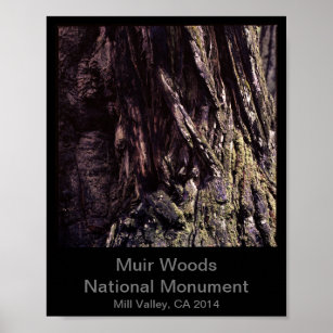 8x10 - Muir Woods National Monument Color (Dark) Poster