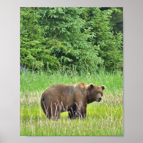 8x10 Poster Paper Matte of grizzly bear