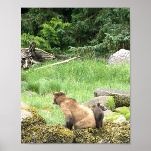 8x10 Poster Paper Matte of grizzly bear  cub