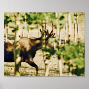 8x10  Poster Paper (Matte) of moose