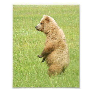 8x10 Satin photo of grizzly bear cub Print