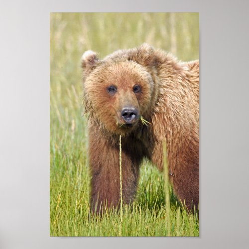 8x12 Poster Paper Matte of grizzly bear