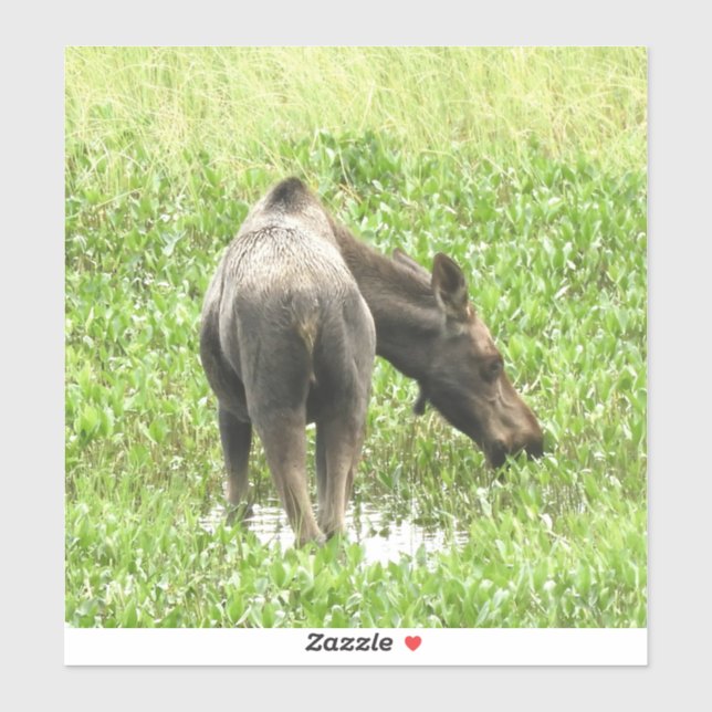 8x8  Vinyl Sticker of moose (Sheet)