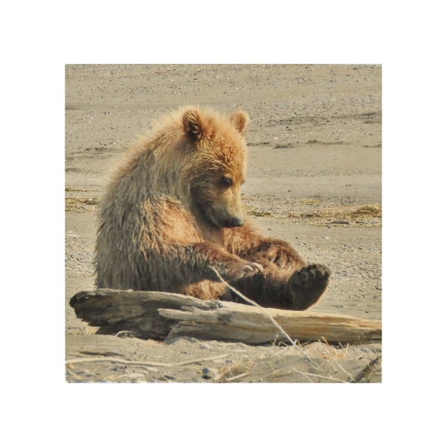 8x8 wood art, cute grizzly bear cub wall art (Front)