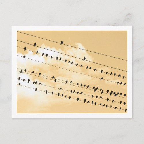 911 birds postcard