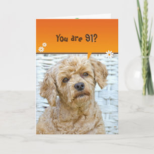 91st birthday brown poodle on wicker card