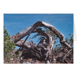 95. Sunny Wooden Arch, Mt. Shasta, WA Cards