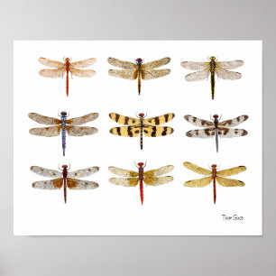 9 Dragonflies Poster