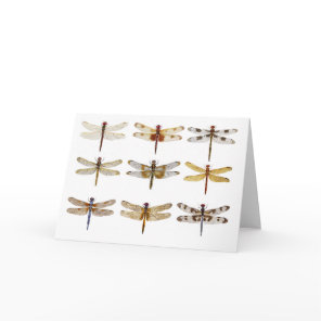 9 Dragonfly Species Card